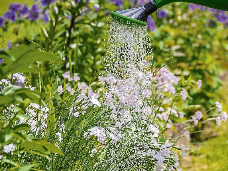 Caragh to host "floral gathering" tomorrow