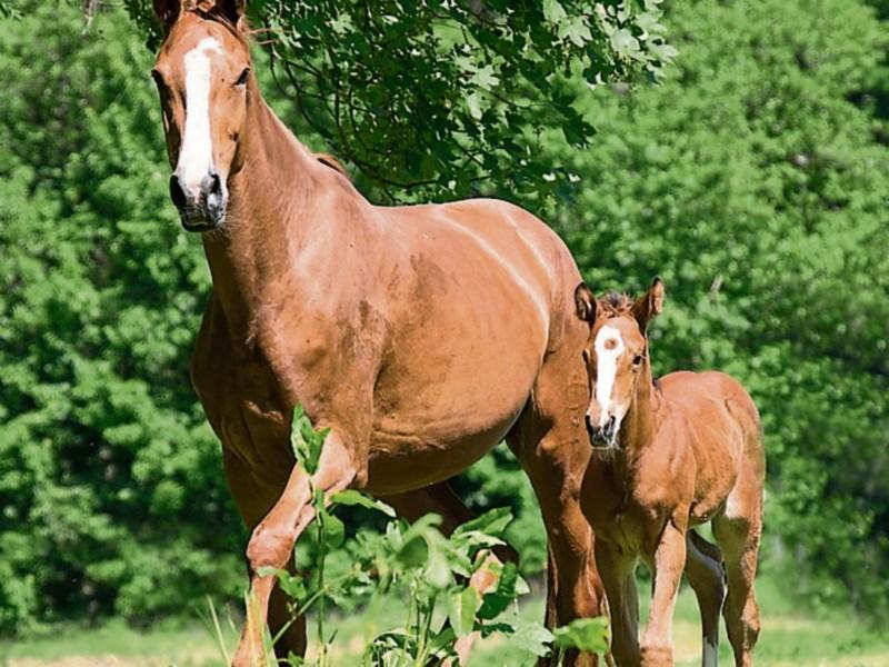 Unique link-up between thoroughbred horse breeders and Tipperary local enterprise office