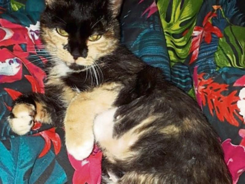 Owner's plea for helping tracing missing cat