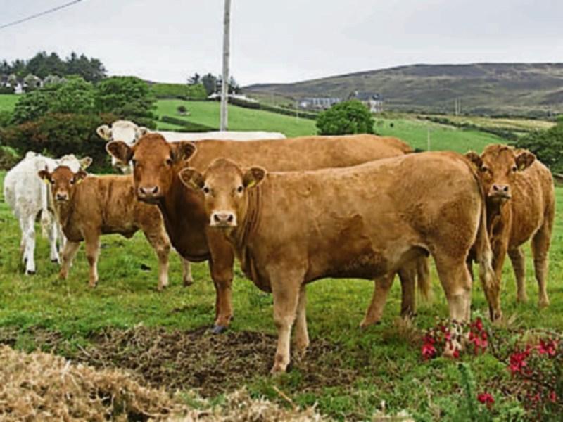 Tipperary TD calls for end to two-tier beef pricing structure