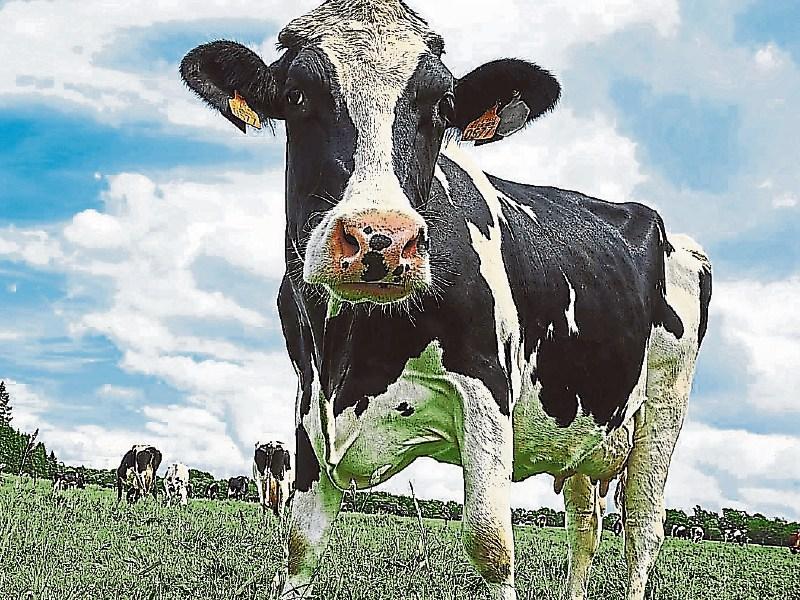 Tipperary farming: dairy farmers are losing out on up to €6,000 due to milk prices