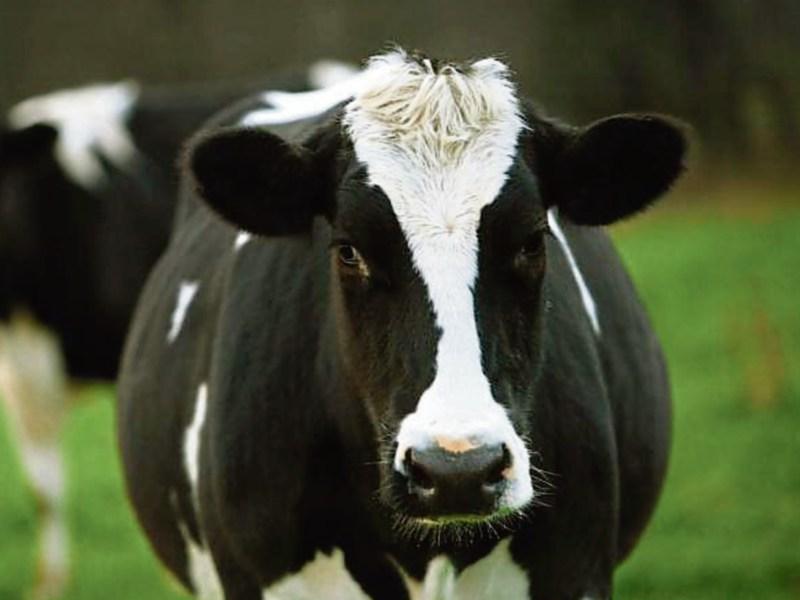 Tipperary farming: ICMSA convinced there is a two-tier milk price system