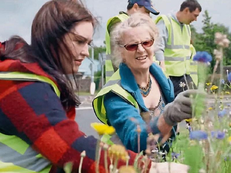 Tipperary pollination project to save the bees