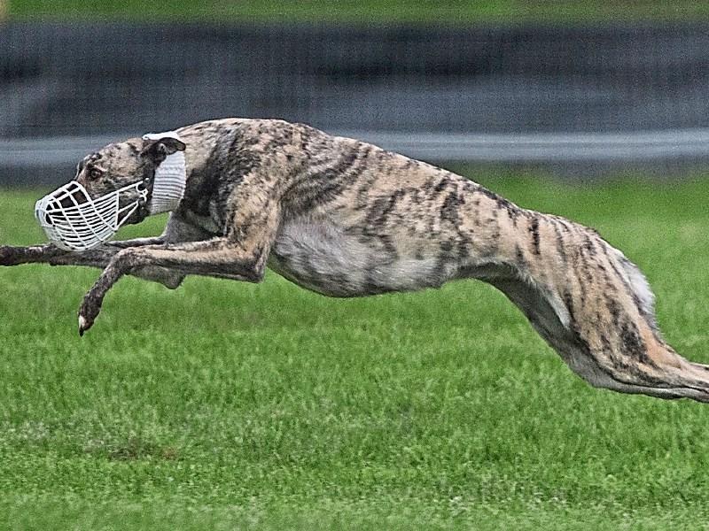 Coursing
