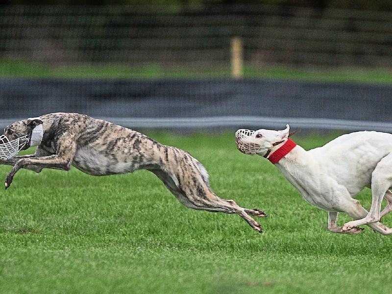 Hopes raised for Clonmel coursing festival as ban on netting hares is lifted