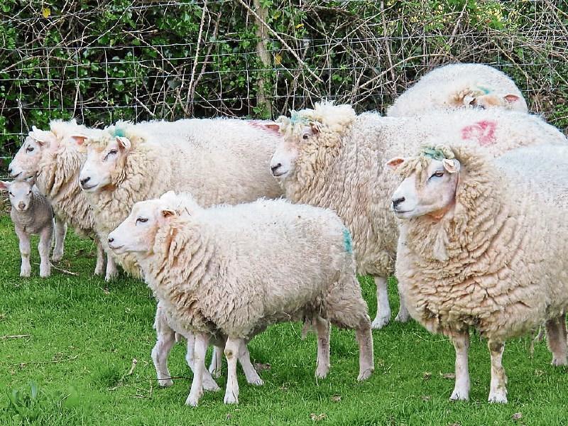 Tipperary farming: ICSA warns sheep sector suffering from low prices