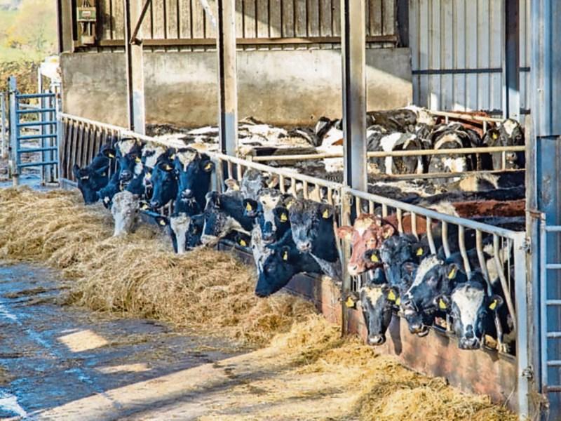 Tipperary farmers reminded there are many reasons to be prepared for winter housing