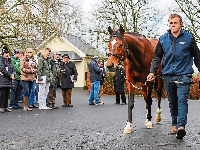 Irish Stallion Trail