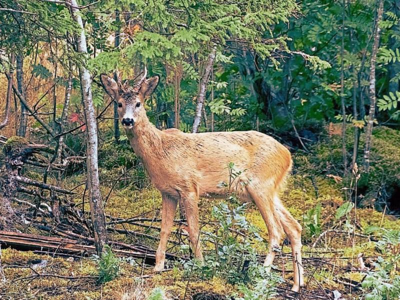 Call for cull of wild deer population in Tipperary before someone is seriously injured in collision