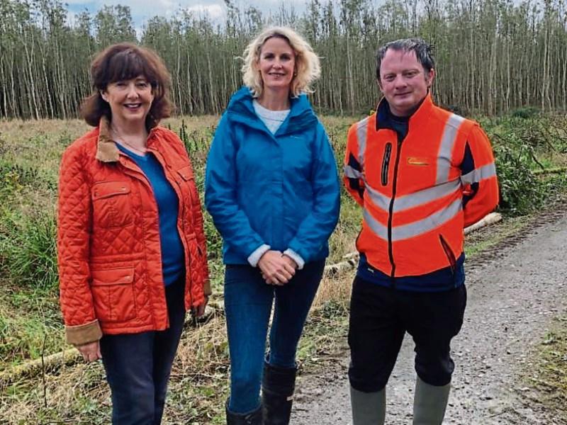 Tipperary forest owners angry with minister over ash dieback disease