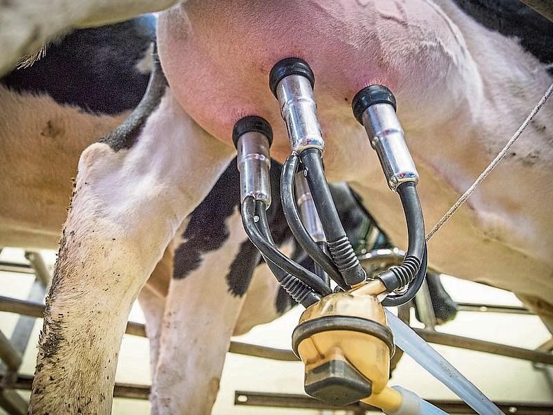 Once a day milking conference planned for Tipperary in January