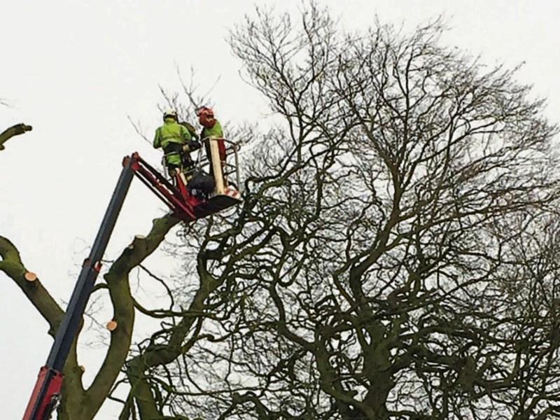 Ancient Beech trees cut down posed a danger in Cathedral