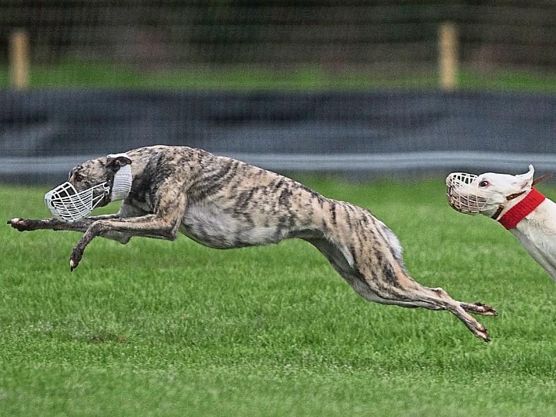 Coursing
