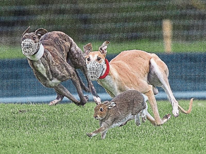 Glorious Glin the early favourite for the derby at Tipperary's coursing extravaganza in Clonmel