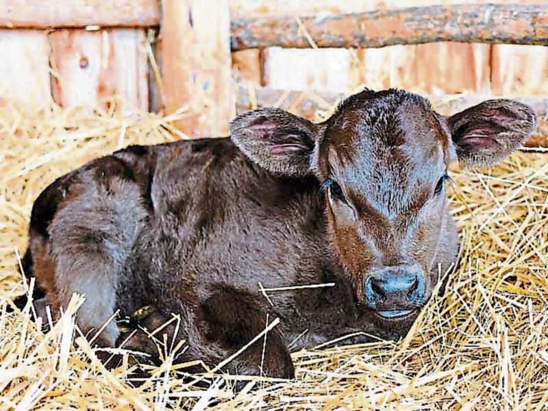 Tipperary farmers are urged to be extra vigilant during calving season
