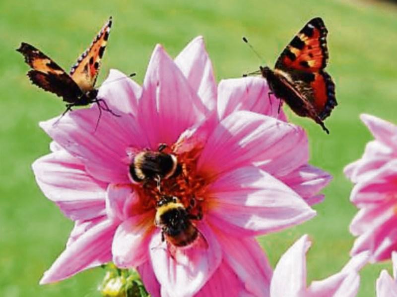 Public meeting about devising biodiversity plan for Carrick-on-Suir is planned 