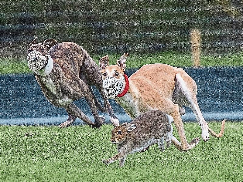 Tipperary the centre of the coursing world with Callaway Rambler favourite for the derby