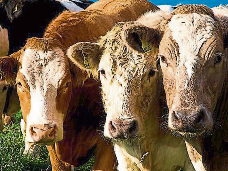 WATCH: Farmers on the edge after dog attack on Tipperary farm goes viral
