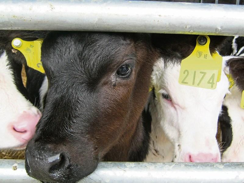 Tipperary farmers advised they have a three-week window to dehorn calves