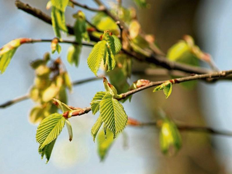 Trees will be planted alongside popular riverside walk in Tipperary
