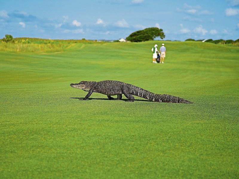 FORE!