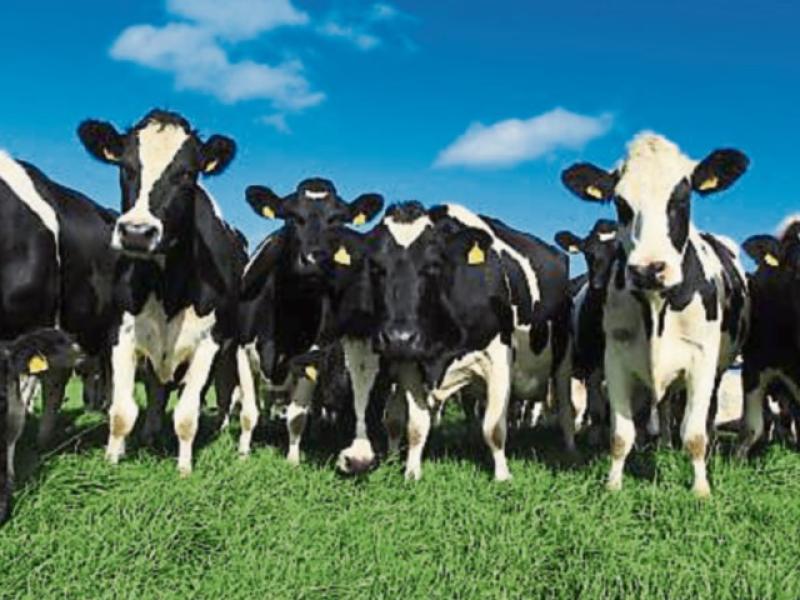Announced Agri Ceilings are 'unrealistic and unattainable’ - Tipperary TD 