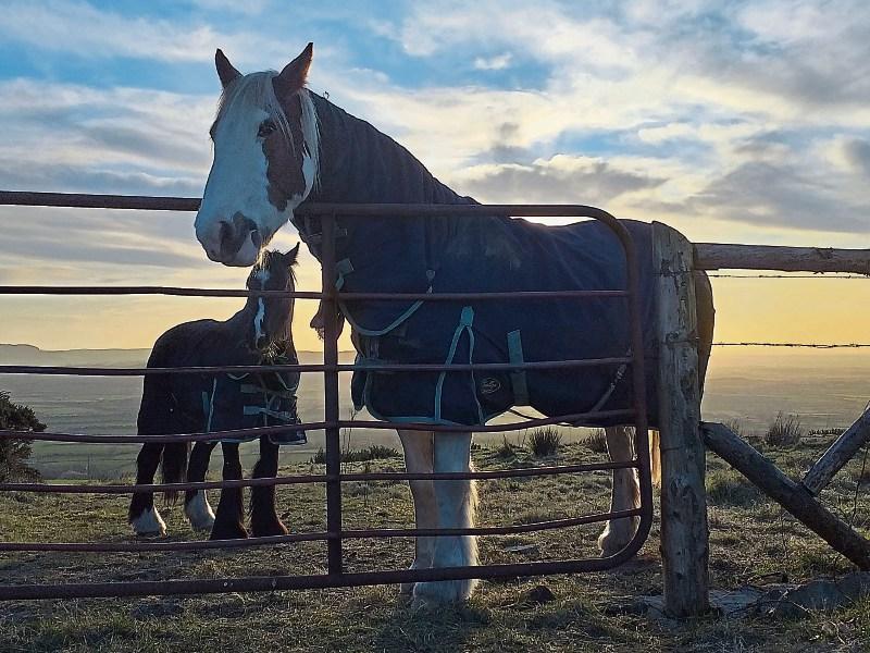 STRAY HORSES