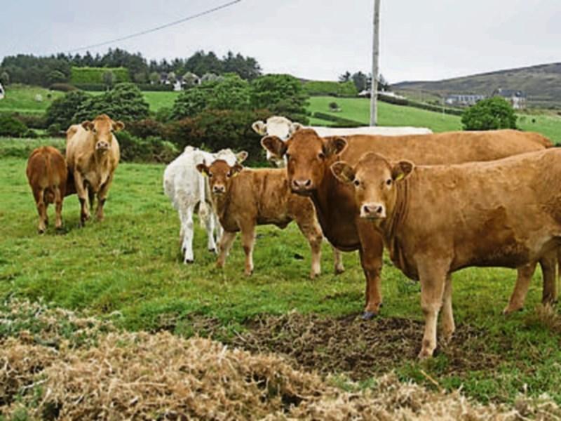 Tipperary farming: National survey highlights task facing new Government