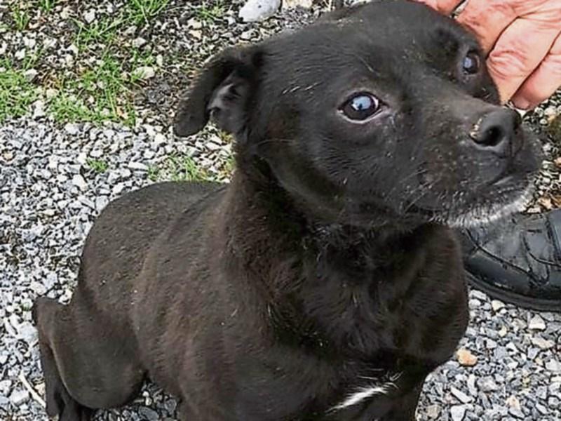 Gardaí investigate theft of dog from Tipperary home 