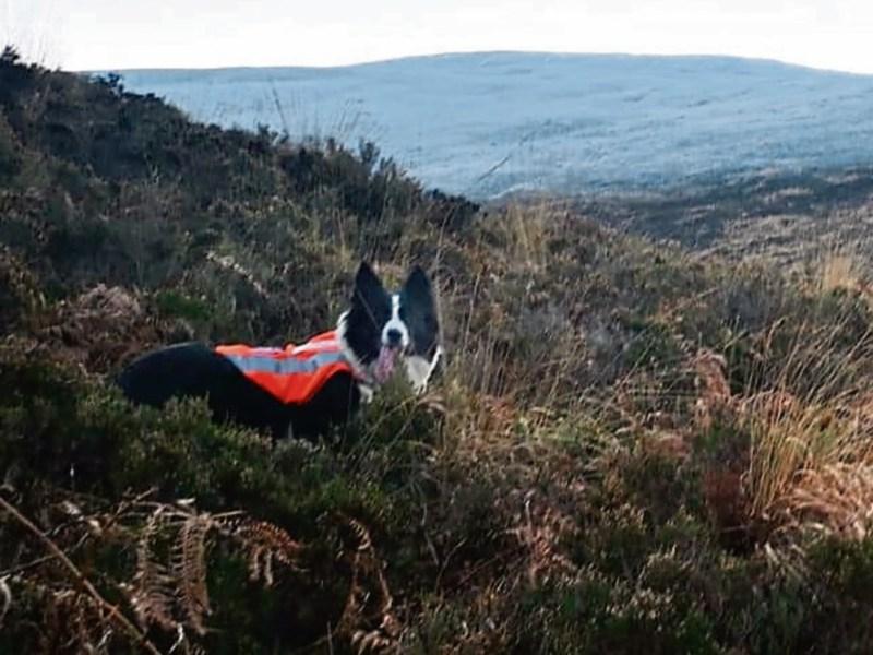 Hiker rescued from woods near Tipperary village 