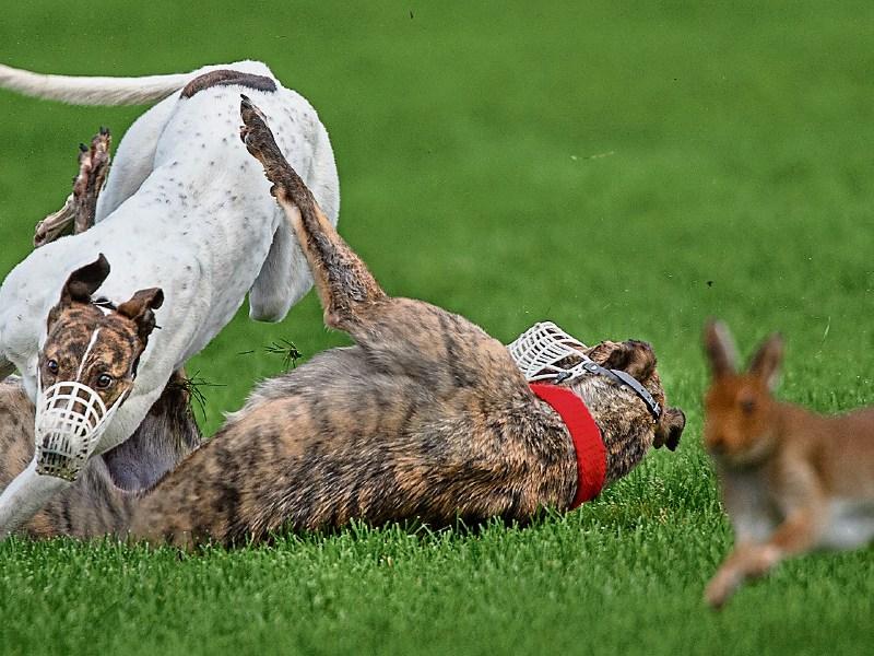 Coursing ban