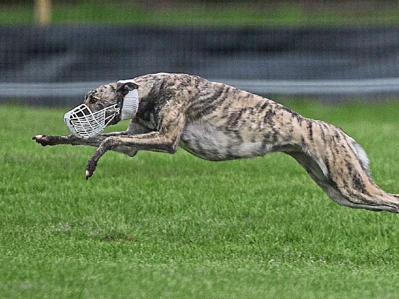 Coursing