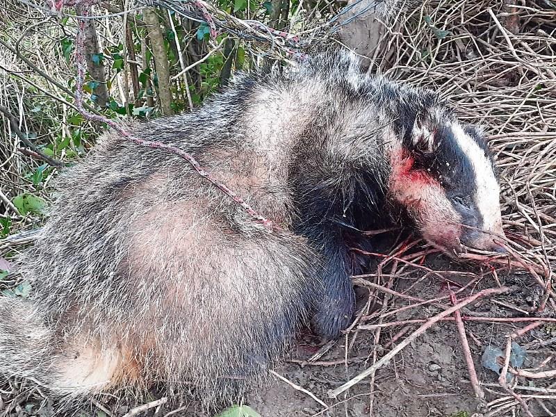 Dead badger