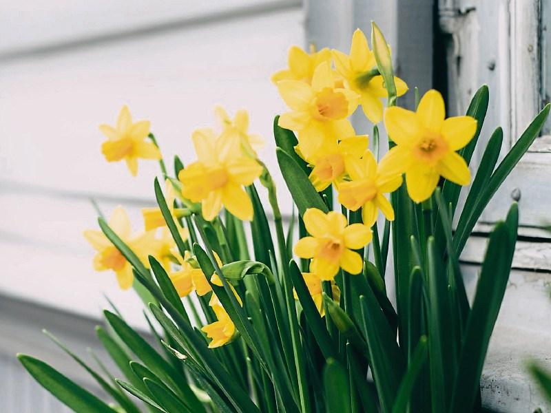 Daffodil Day