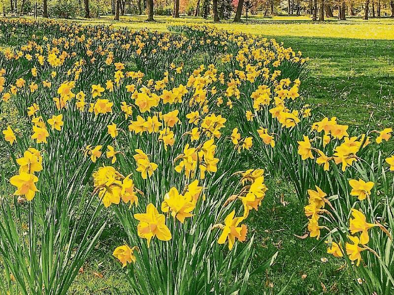 Daffodil Day