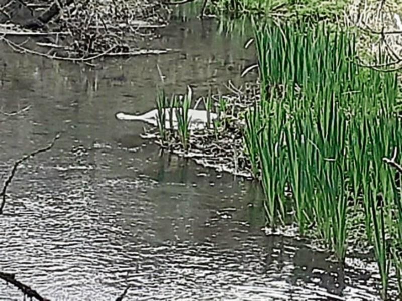 Dead swan