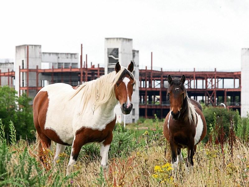 Equestrian art exhibition Cahir
