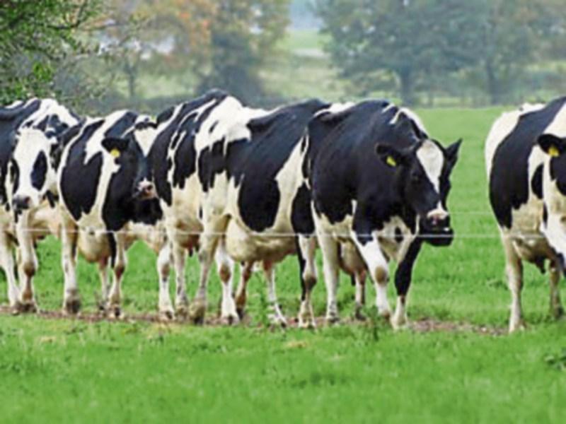 Tipperary's Glanbia members to get 44cpl for January milk