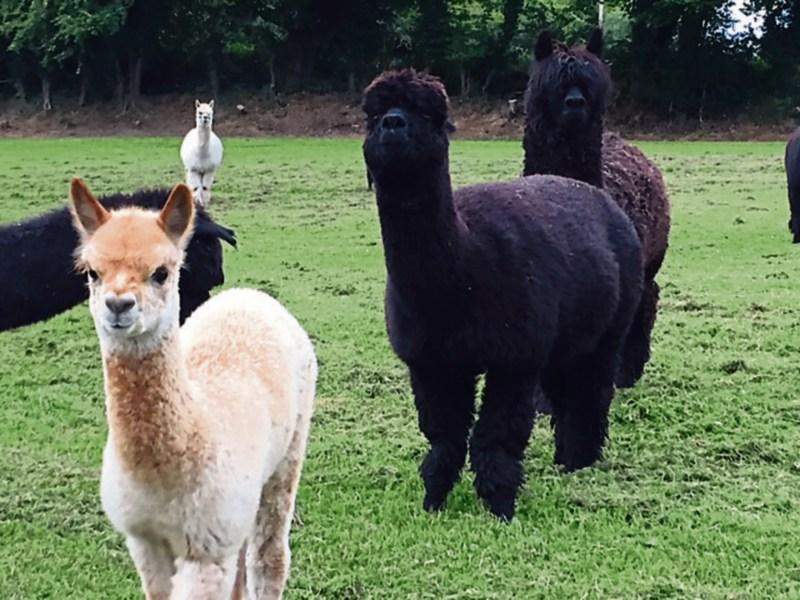 CLONMEL SHOW - All prepared for that special day out