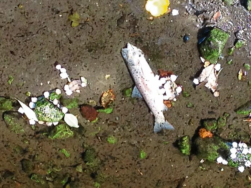 Tipp a nglers call for fish kill answers Tipperary Live