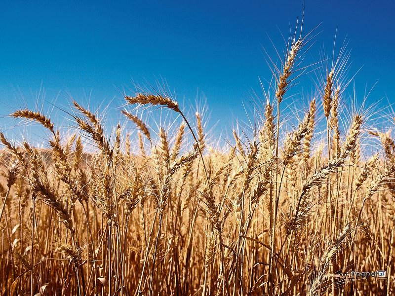 Tipperary farming: call to convene Tillage Forum to deal with crop crisis
