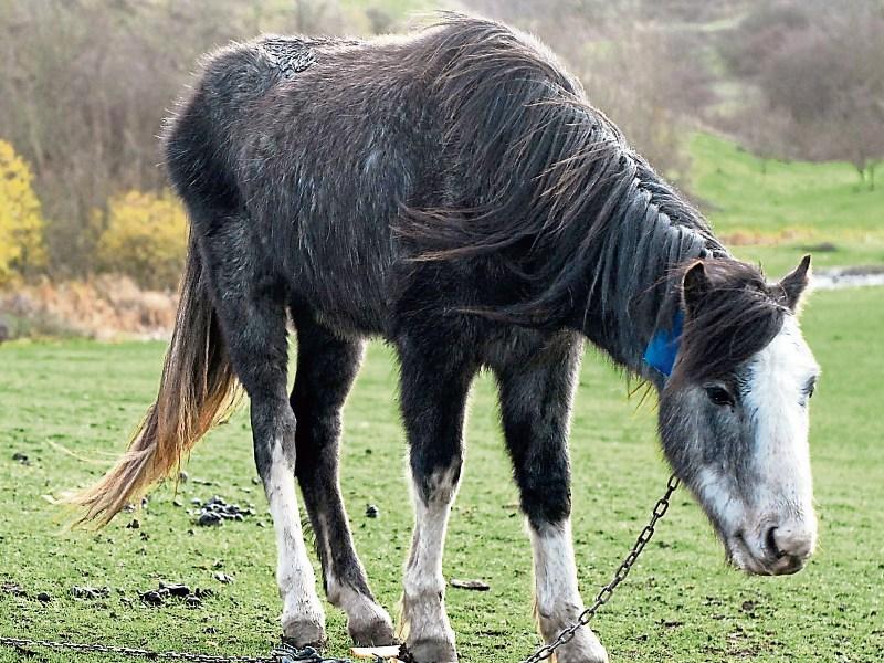 Offaly council will not provide for horses in traveller accommodation 