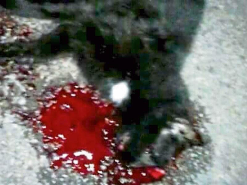 Gardai probe horror Halloween cat cruelty claims