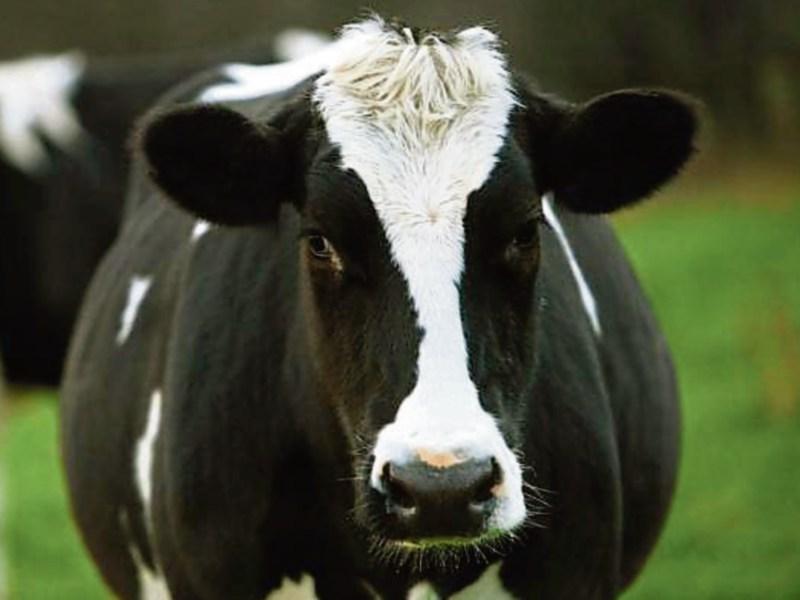 Tipperary's farmers among highest EU benefactors