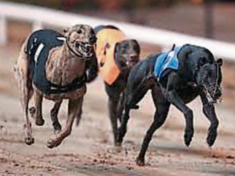 Valuable greyhound stolen from kennels in Golden