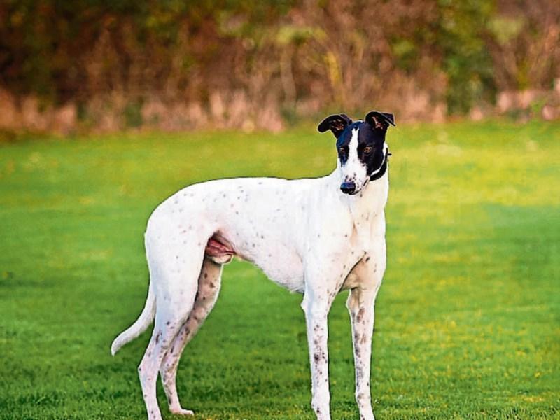 Four arrested as stolen Tipperary greyhound is recovered safe and well