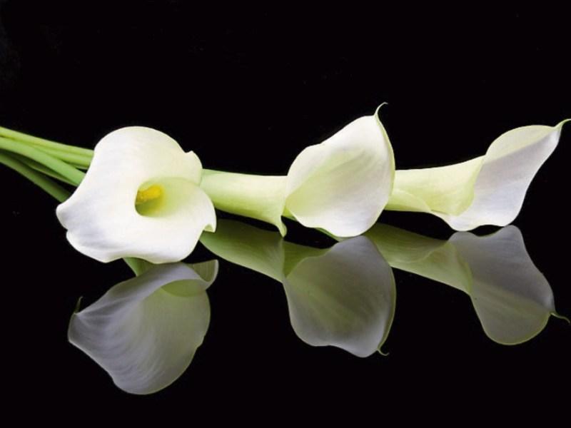 Local deaths and funeral details - Offaly (January 30)