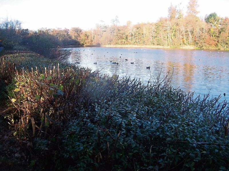 Marlfield Lake in winter