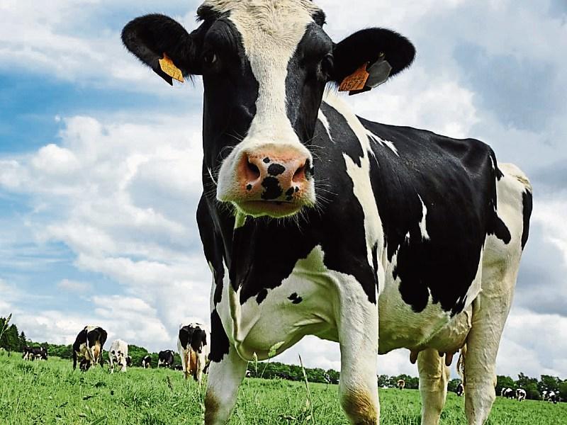 Farm groups point to continued milk rise increasing confidence