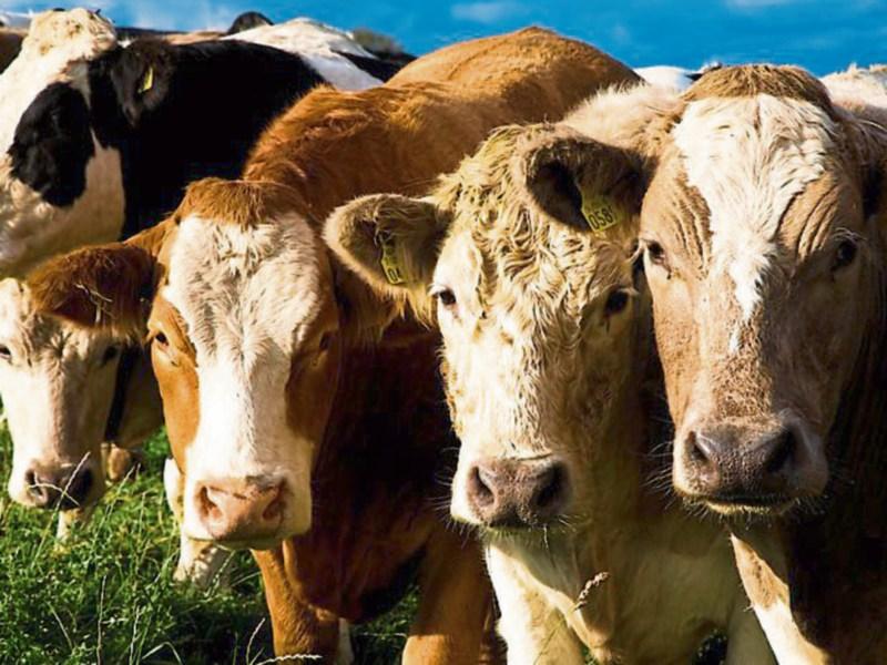 Tipperary TD  'extremely disappointed' at EU Nitrates Derogation decision 
